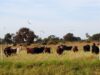 Ganadería regenerativa: productores de San Luis comenzaron a cobrar por capturar carbono en sus campos