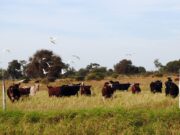 Ganadería regenerativa: productores de San Luis comenzaron a cobrar por capturar carbono en sus campos