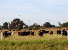 Ganadería regenerativa: productores de San Luis comenzaron a cobrar por capturar carbono en sus campos