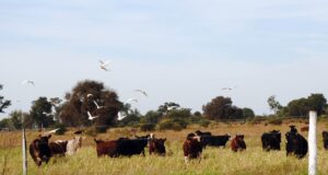 Ganadería regenerativa: productores de San Luis comenzaron a cobrar por capturar carbono en sus campos