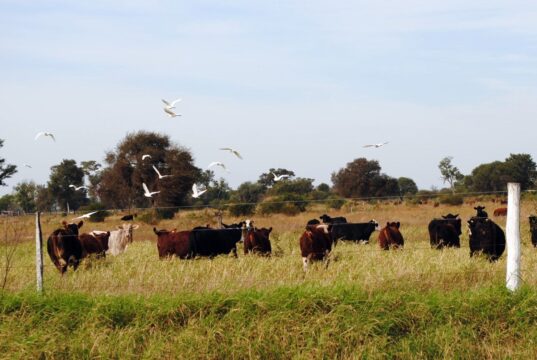 Ganadería regenerativa: productores de San Luis comenzaron a cobrar por capturar carbono en sus campos