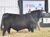 Pagaron $30 millones por un toro Angus puro de la Cabaña El Viejo Zorzal