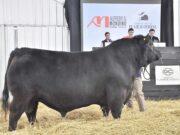 Pagaron $30 millones por un toro Angus puro de la Cabaña El Viejo Zorzal
