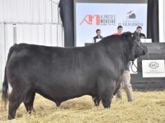 Pagaron $30 millones por un toro Angus puro de la Cabaña El Viejo Zorzal