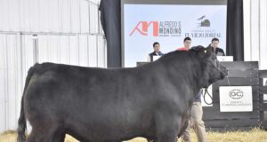Pagaron $30 millones por un toro Angus puro de la Cabaña El Viejo Zorzal