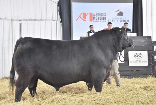 Pagaron $30 millones por un toro Angus puro de la Cabaña El Viejo Zorzal