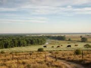 El trimestre agosto-octubre llegaría con lluvias normales a superiores en Cuyo y temperaturas dentro de los valores habituales