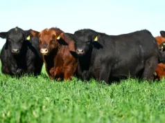Financiación bancaria: la actividad ganadera alcanza niveles de financiación récord