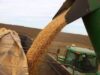 El mercado de granos espera al USDA mientras el trigo argentino podría superar los 20 millones de toneladas