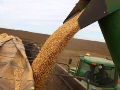 El mercado de granos espera al USDA mientras el trigo argentino podría superar los 20 millones de toneladas