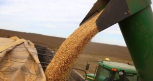 El mercado de granos espera al USDA mientras el trigo argentino podría superar los 20 millones de toneladas