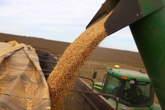 El mercado de granos espera al USDA mientras el trigo argentino podría superar los 20 millones de toneladas