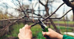 Villa Mercedes será sede de un taller teórico-práctico sobre poda frutal y forestal