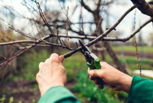Villa Mercedes será sede de un taller teórico-práctico sobre poda frutal y forestal