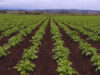 La fertilización foliar potencia el rendimiento de los cultivos