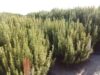 Villa Mercedes será sede de una jornada dedicada al cultivo y aprovechamiento de plantas aromáticas
