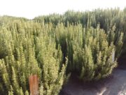 Villa Mercedes será sede de una jornada dedicada al cultivo y aprovechamiento de plantas aromáticas