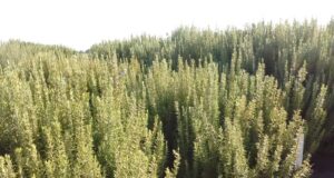 Villa Mercedes será sede de una jornada dedicada al cultivo y aprovechamiento de plantas aromáticas