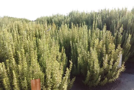 Villa Mercedes será sede de una jornada dedicada al cultivo y aprovechamiento de plantas aromáticas