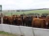 Se simplifican los requisitos para la inscripción de establecimientos de engorde a corral