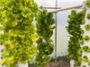 Sol Puntano incorporó un sistema hidropónico para hortalizas de hoja