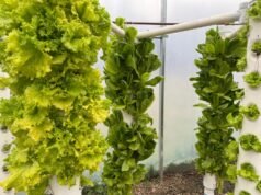 Sol Puntano incorporó un sistema hidropónico para hortalizas de hoja