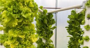 Sol Puntano incorporó un sistema hidropónico para hortalizas de hoja