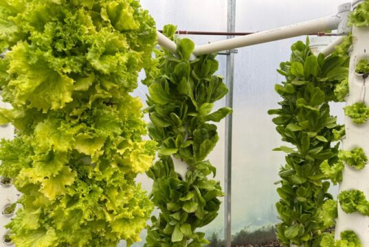 Sol Puntano incorporó un sistema hidropónico para hortalizas de hoja
