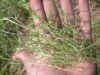 Características y control del gramón en la Región Semiárida Central de Argentina