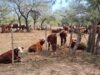 Los campos ganaderos empujan la recuperación del mercado inmobiliario rural
