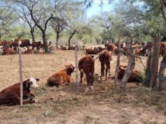 Los campos ganaderos empujan la recuperación del mercado inmobiliario rural