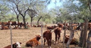 Los campos ganaderos empujan la recuperación del mercado inmobiliario rural
