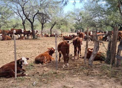 Los campos ganaderos empujan la recuperación del mercado inmobiliario rural