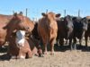 Llega una jornada a Naschel para analizar las nuevas oportunidades de la carne