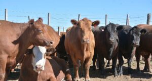 Llega una jornada a Naschel para analizar las nuevas oportunidades de la carne