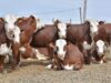 Novillos más pesados y carne de calidad, la oportunidad que asoma para la ganadería de San Luis