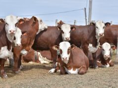 Novillos más pesados y carne de calidad, la oportunidad que asoma para la ganadería de San Luis