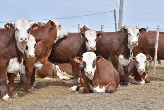 Novillos más pesados y carne de calidad, la oportunidad que asoma para la ganadería de San Luis