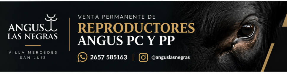 Angus Las Negras