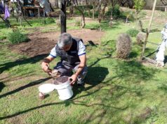 Mosca de los Frutos: liberaron machos estériles en cuatro localidades