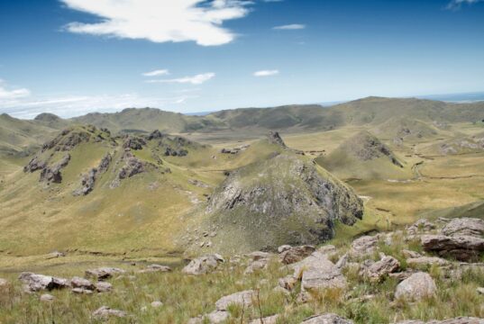 Una guía de la UNSL revela la riqueza vegetal que conserva el cerro El Morro