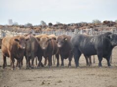 La Prueba Pastoril Test del Río Quinto tendrá una nueva edición en Buena Esperanza