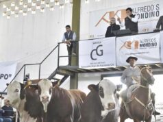 Compañía General de Hacienda lleva su Braford a remate en Buena Esperanza