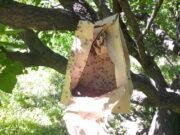 Mosca de los Frutos: comenzó la tercera temporada de liberación de machos estériles en San Luis