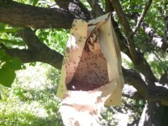 Mosca de los Frutos: comenzó la tercera temporada de liberación de machos estériles en San Luis