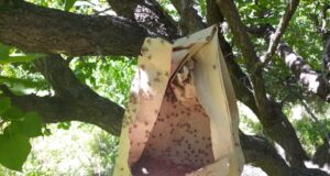 Mosca de los Frutos: comenzó la tercera temporada de liberación de machos estériles en San Luis