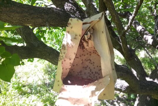 Mosca de los Frutos: comenzó la tercera temporada de liberación de machos estériles en San Luis