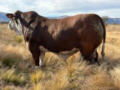 Cabaña La Pasión prepara toros Braford para un nuevo remate y apuesta fuerte por el Angus en San Luis