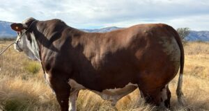 Cabaña La Pasión prepara toros Braford para un nuevo remate y apuesta fuerte por el Angus en San Luis