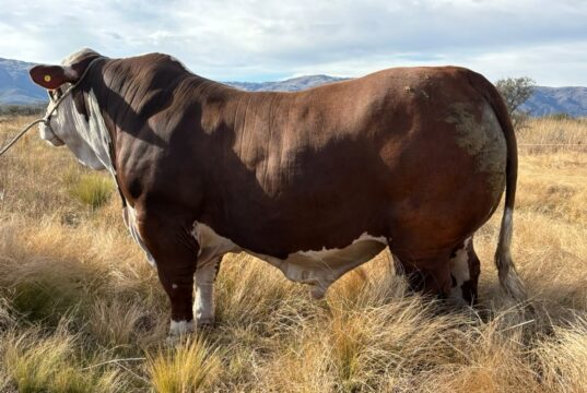 Cabaña La Pasión prepara toros Braford para un nuevo remate y apuesta fuerte por el Angus en San Luis